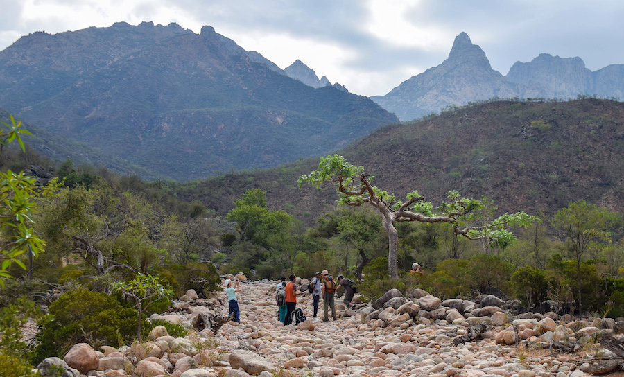 Socotra © Jean-Marc Porte