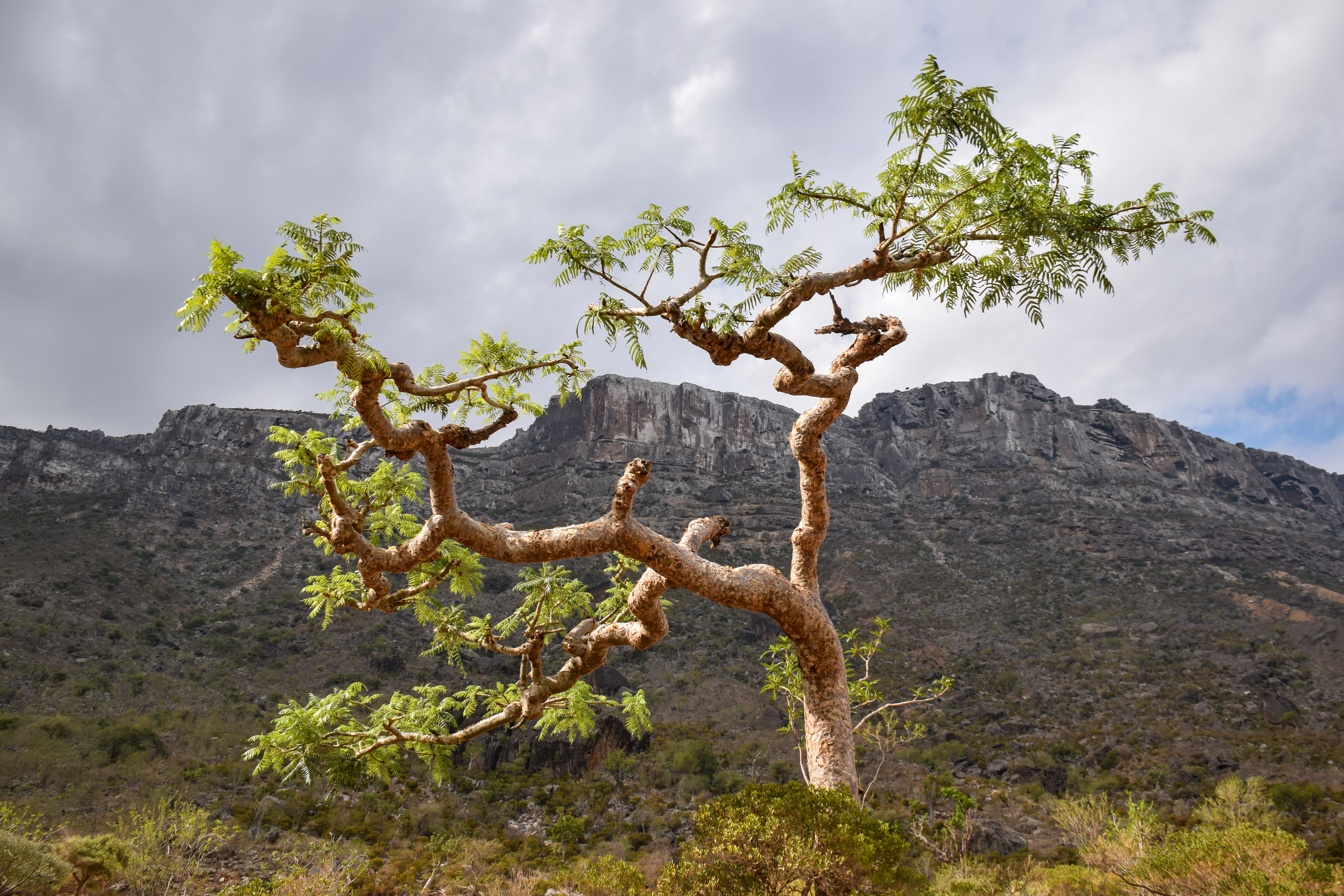 Arbre à Socotra