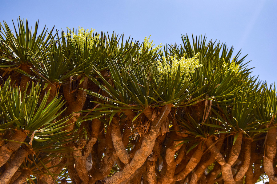 Arbres à Socotra