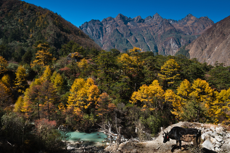 Village de Ghunsa dans la région du Kangchenjunga au Népal