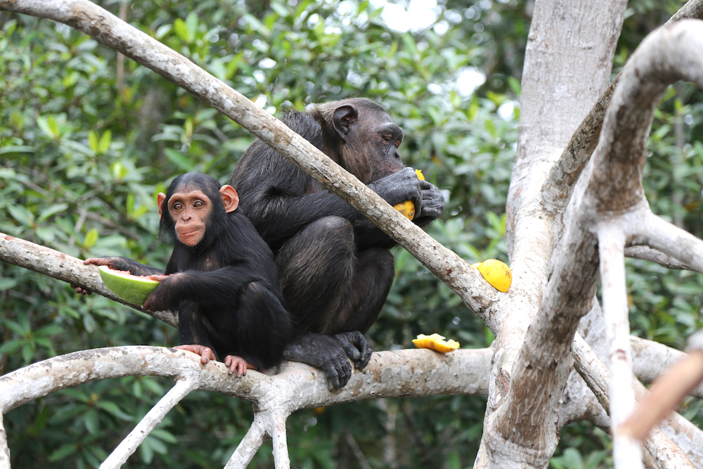 Nourrissage des chimpanzés au Congo © Eric Bonnem