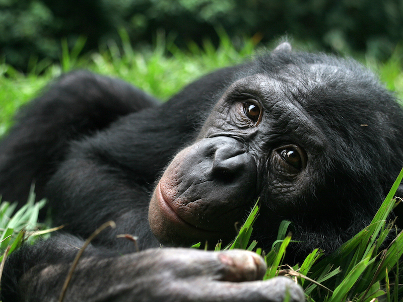 Bonobo en Ouganda © Lola ya bonobo