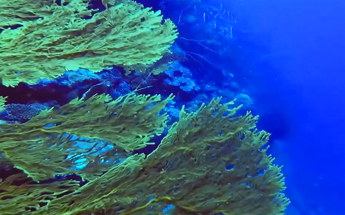 Gorgones du Pacifique Sud