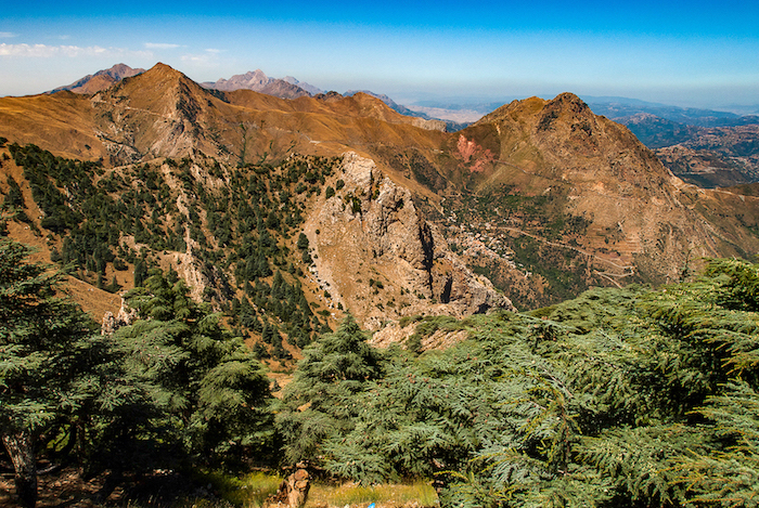 Les cèdres de Kabylie