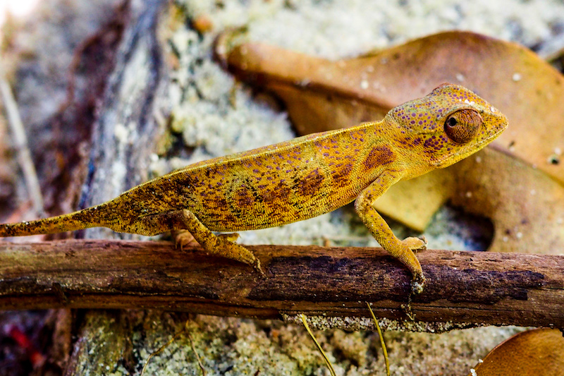 Caméleon à Madagascar