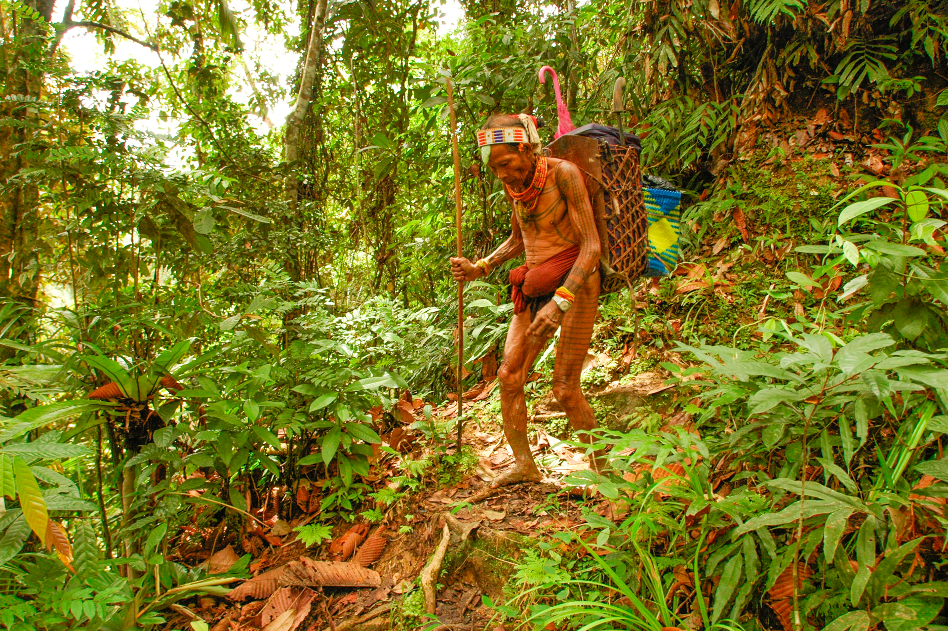 Marche à travers la forêt de Siberut