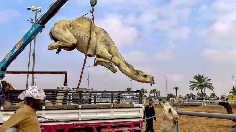Marché aux chameaux de Buraydah