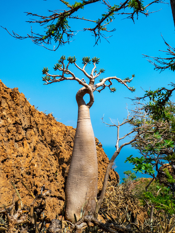 Addendum à Socotra