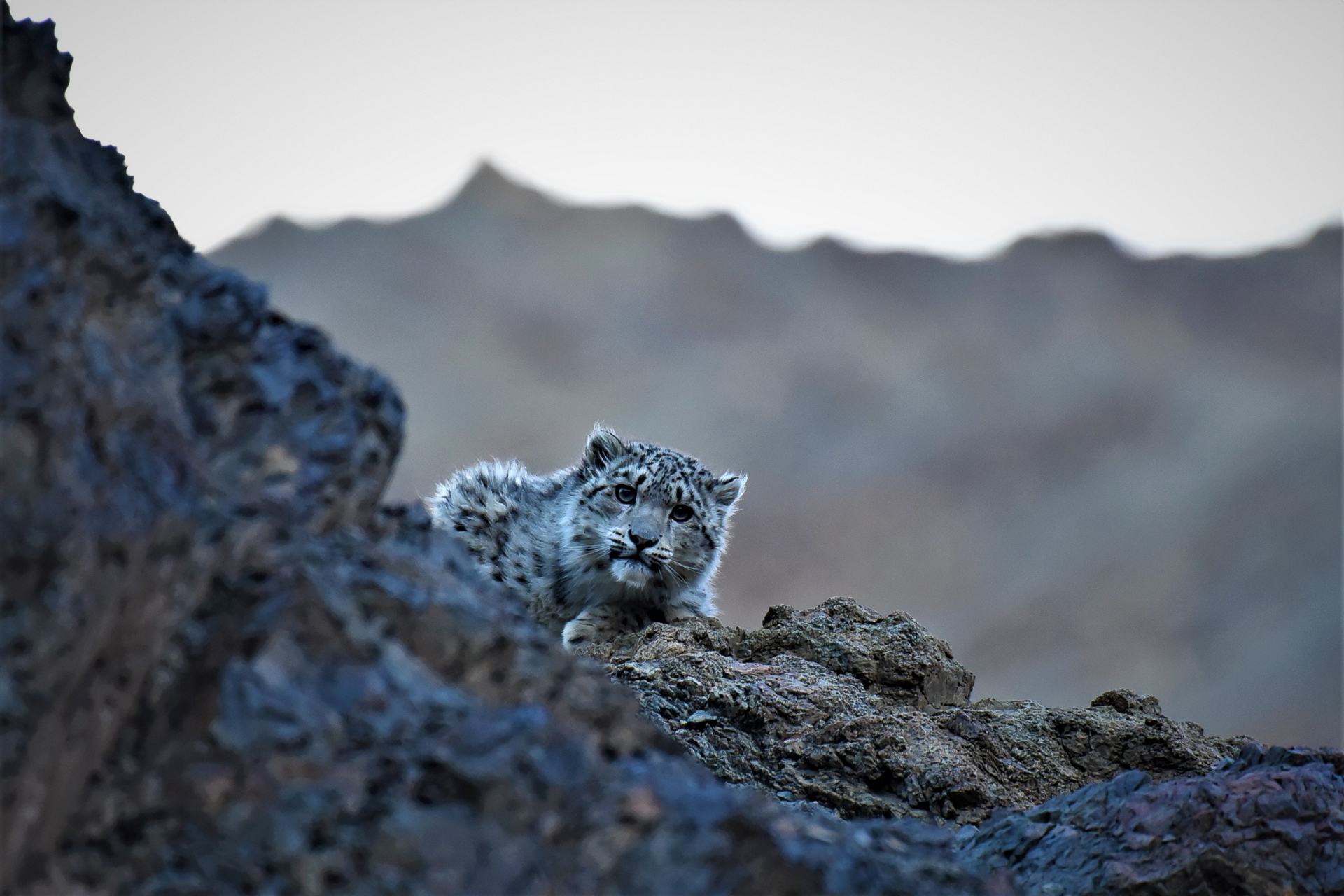 Observation de la panthère des nieges au Ladakh