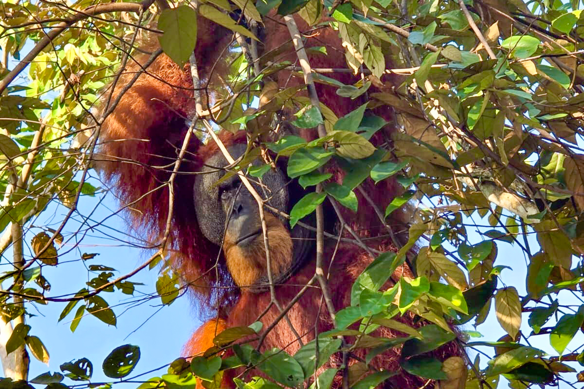 Orangs-outans de Sumatra