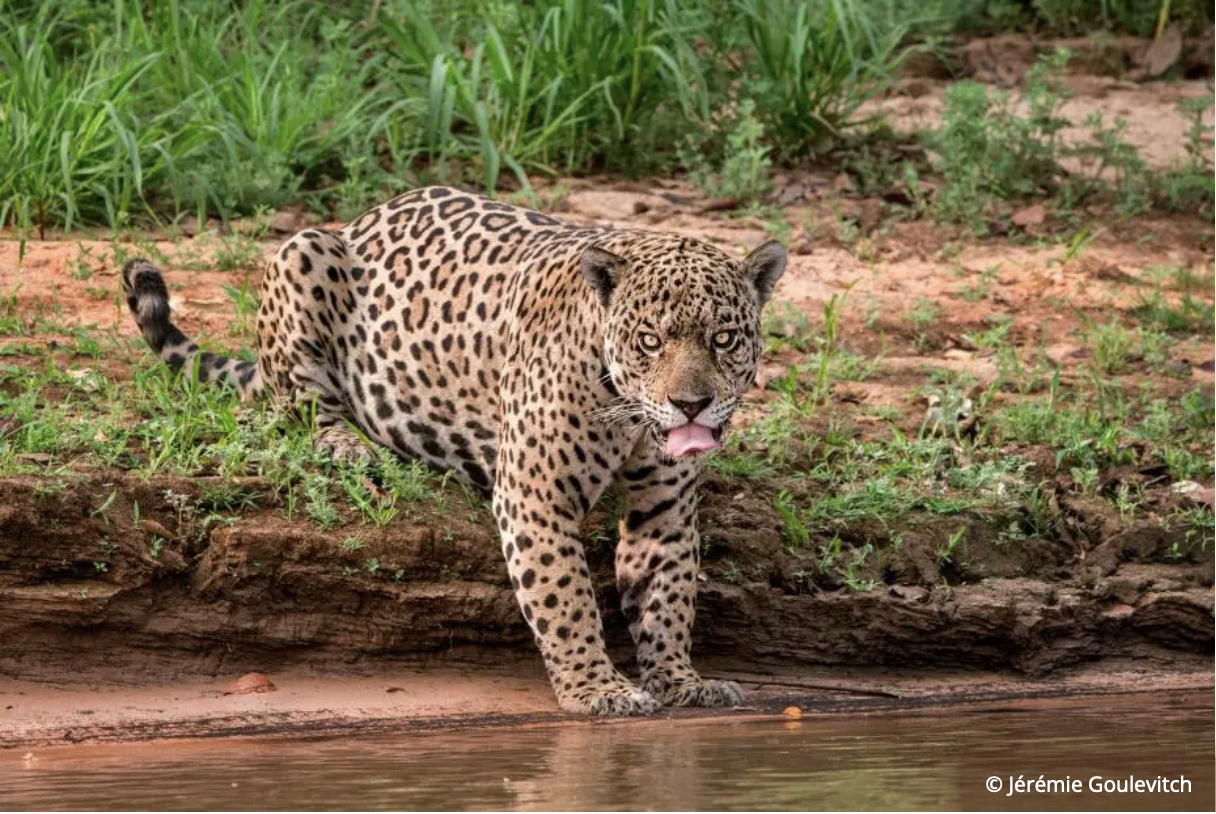 Faune sauvage du Pérou