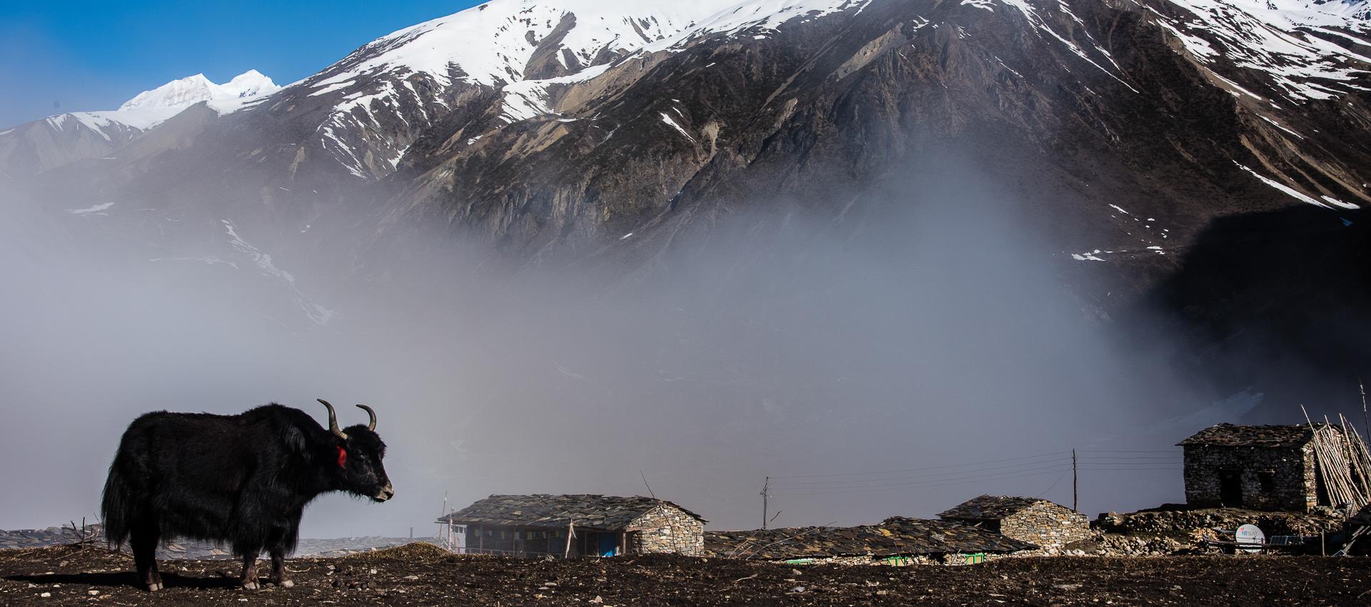 Vue sur le Manaslu