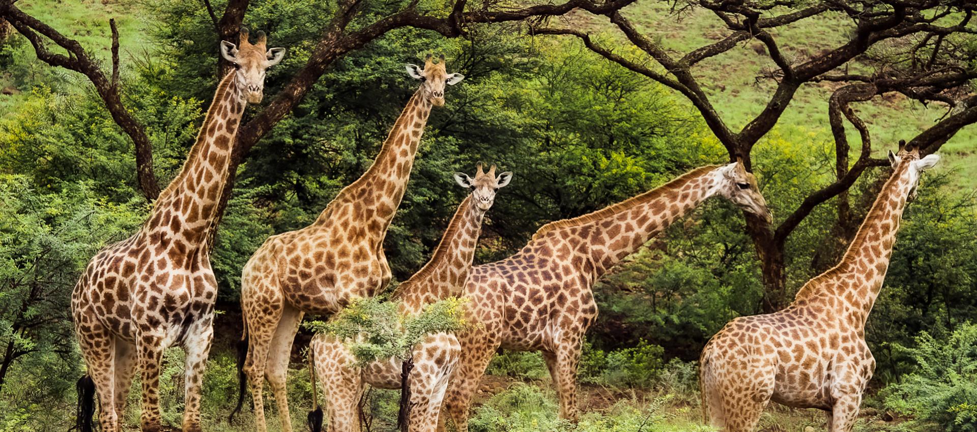 Girafes en Namibie © Stephan Gladieu