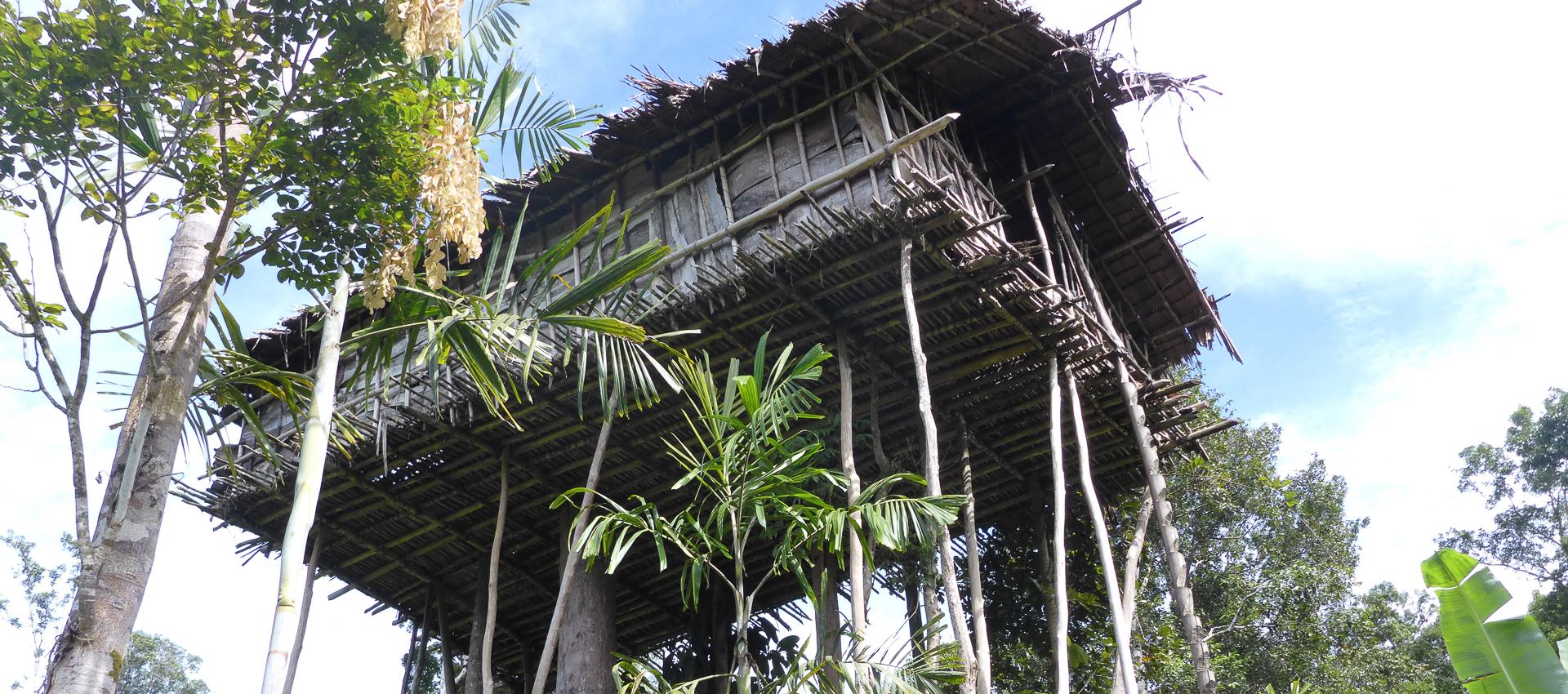 Grand panorama papou : Korowai, Baliem, Sépik et Highlands