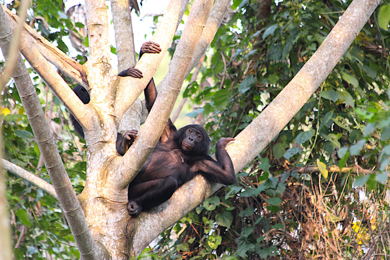 Bonobo dans un arbre