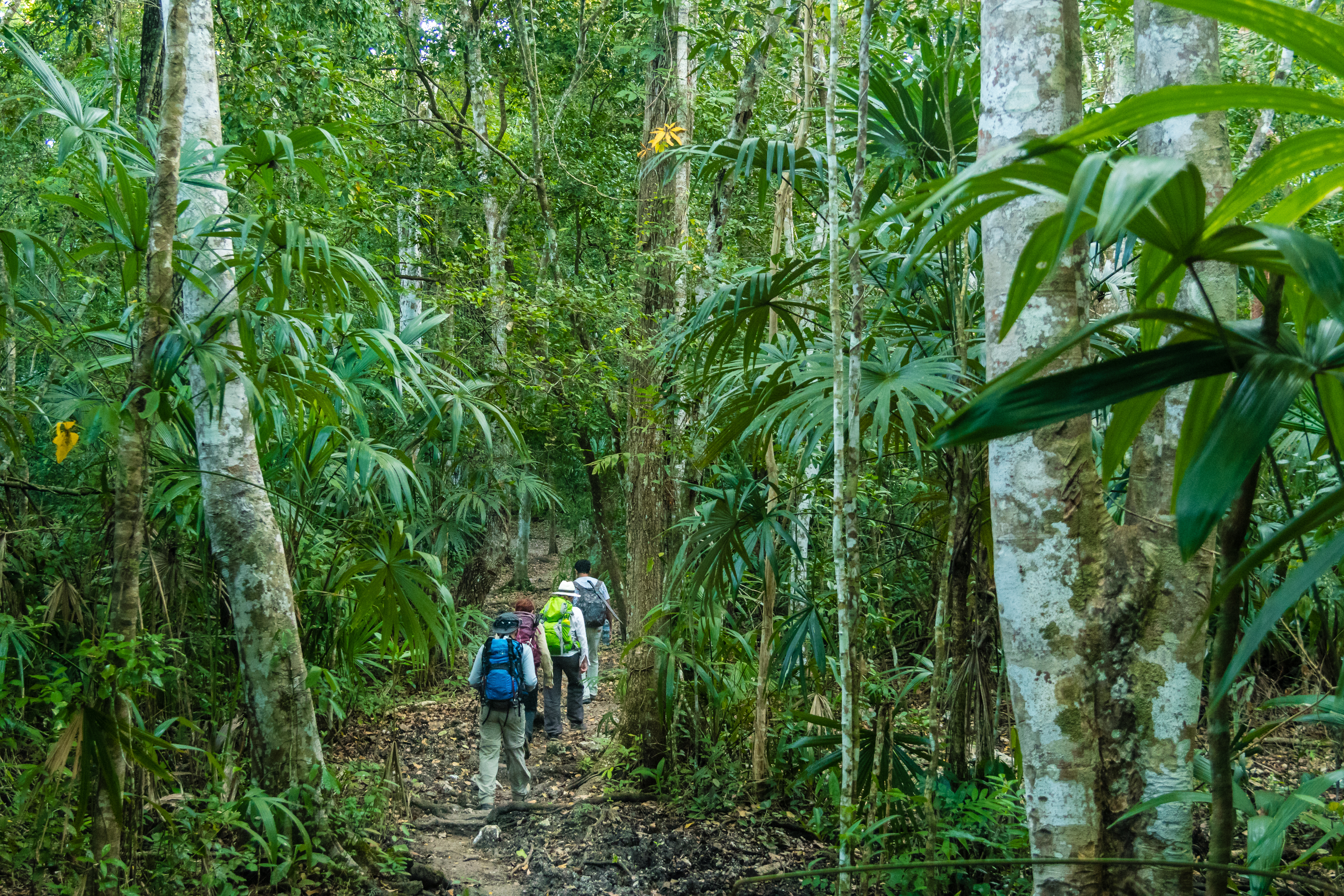 Trek vers El Mirador dans le Petén , Guatemala © David Ducoin