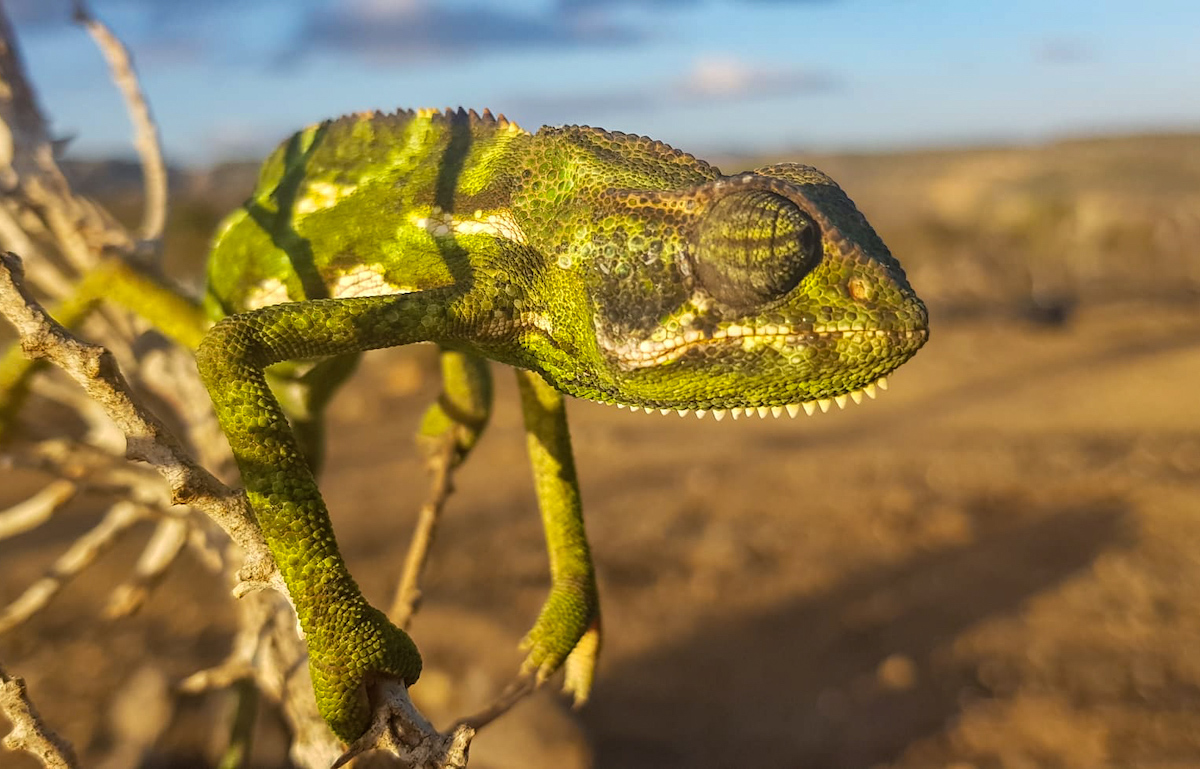 Caméléon à Socotra