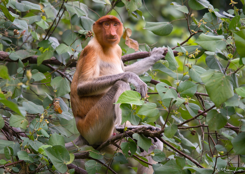 Singe nasique © Mathieu Latour