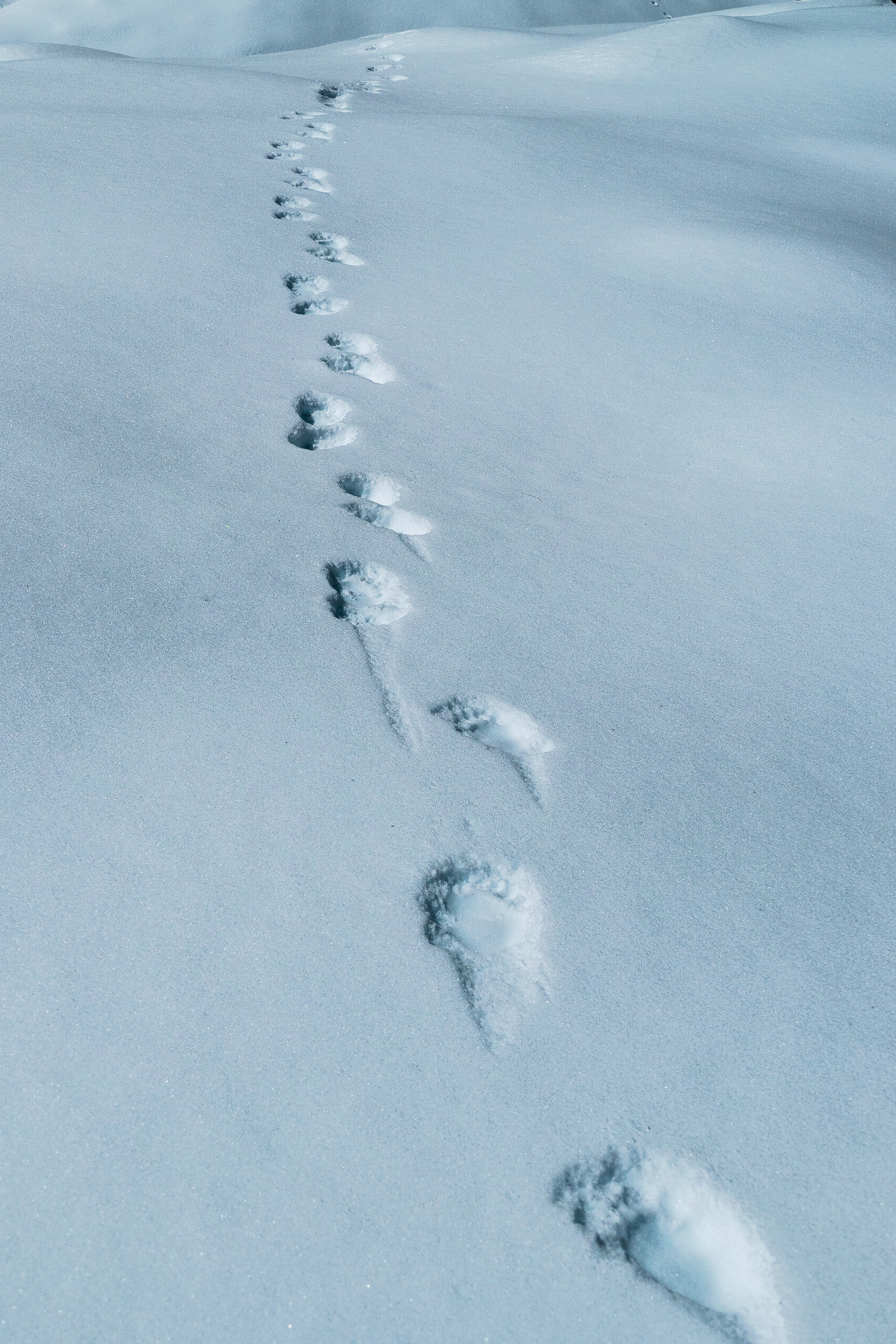 Traces de pates dans la neiges Himalayenne