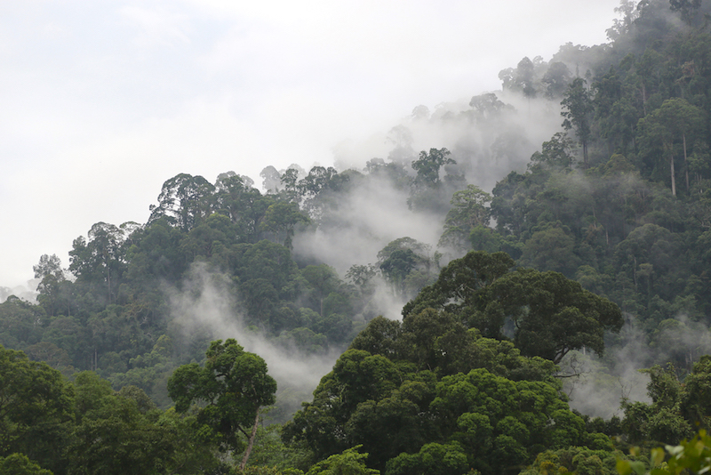 La forêt de Sarawak © Eric Bonnem