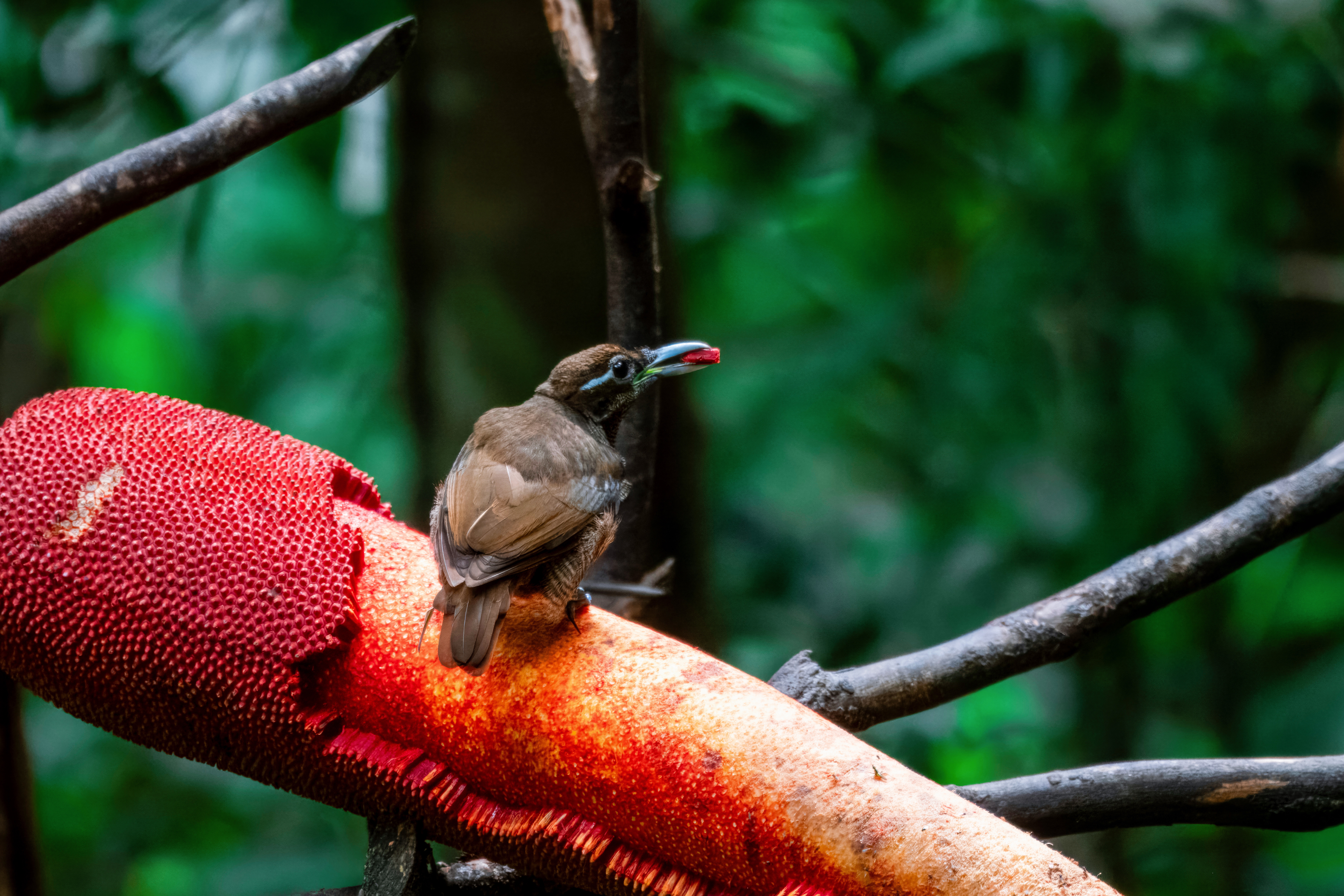 Oiseau endémique des monts Arfak, au nord-ouest de la Papouasie indonésienne