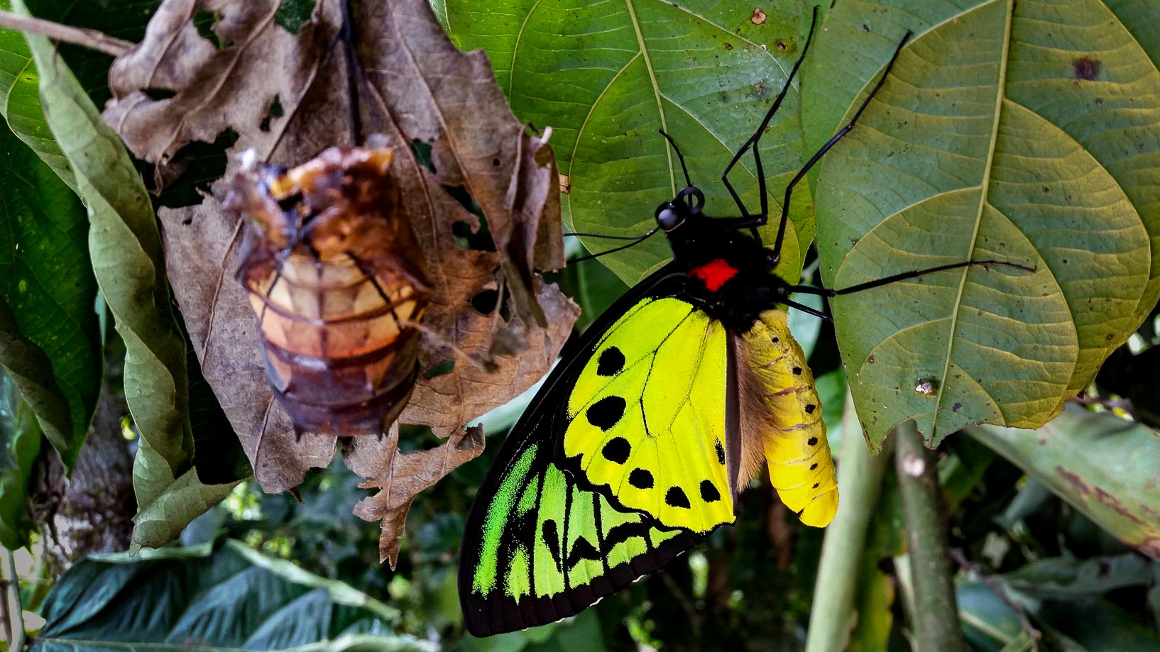 Papillon de la région de Ponpondetta, en Papouasie-Nouvelle-Guinée