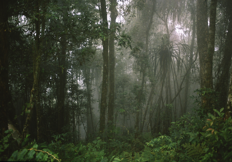 La jungle de Siberut © Olivier Lelièvre