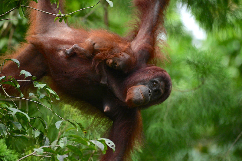 Orang outan à Sabah