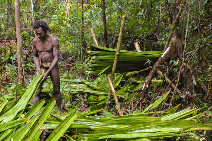 Collecte de feuilles de palme en Papua indonésienne © Jérôme Kotry