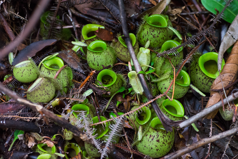 Plantes carnivores © Mathieu Latour