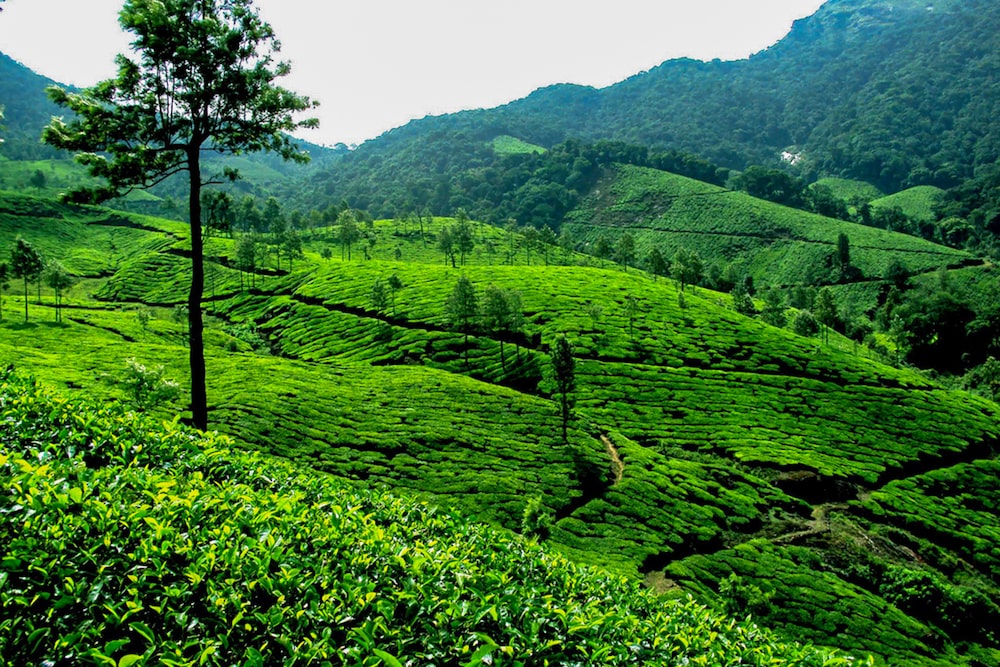 Plantations de thé en Inde 