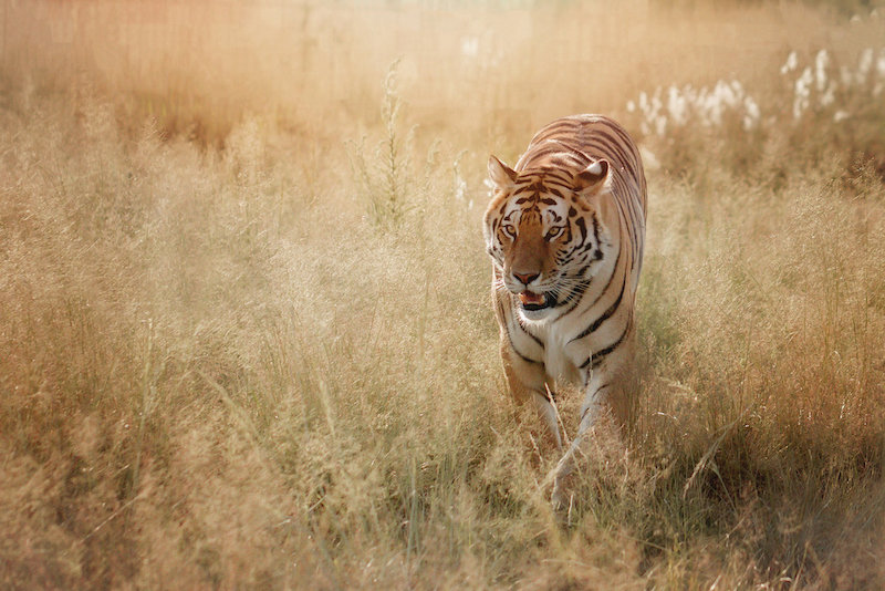 Tigre en Inde © Yashal