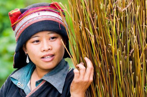 Femme dao rouge au Vietnam