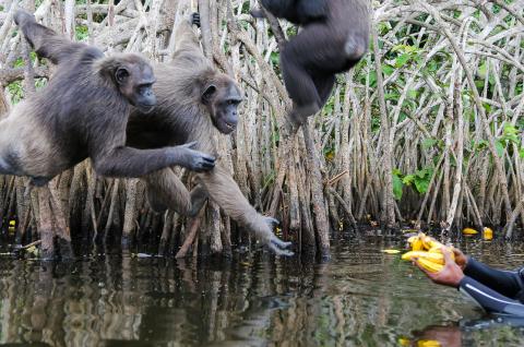 Nourrissage des chimpanzés au Congo