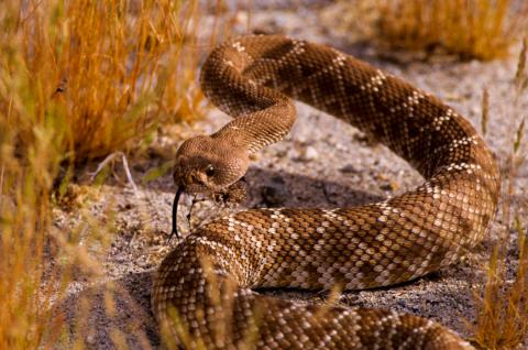 Crotale diamantin rouge dans le désert aux États-Unis