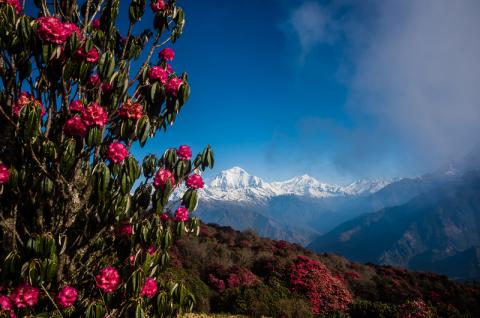 Le Dhaulagiri à 8160 m et le Tukuche peak 