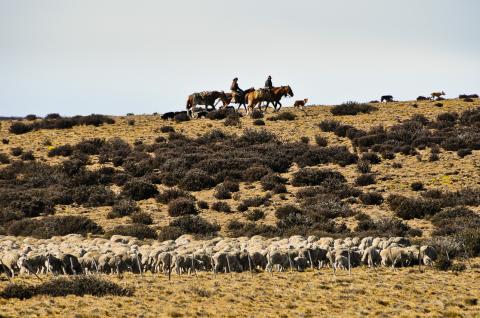Gauchos gardent les moutons le long de la route 40, Patagonie, Argentine
