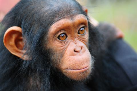 Jeune chimpanzé à Coukouati au Congo