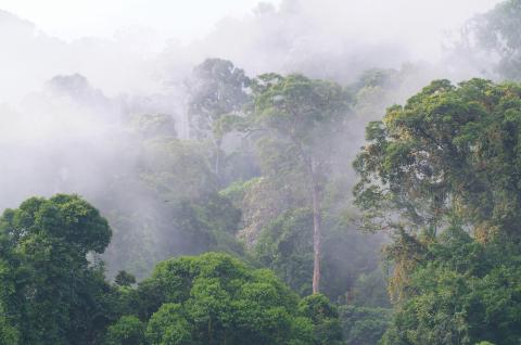 Forêt de Bornéo