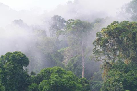 Forêt de Bornéo