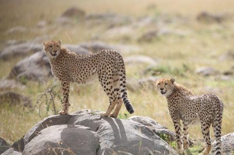 Guépards à Masai Mara au Kénia