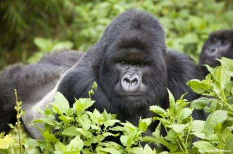Gorille des montagnes en Ouganda
