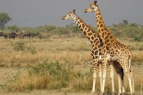 Girafes en Ouganda