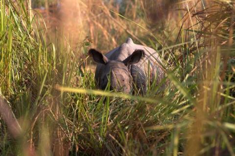 Rhinocéros au Népal