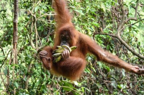 Orang-outan à Bornéo