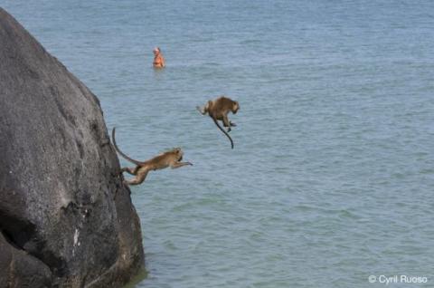 macaques crabiers en Thaïlande