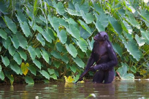 Bonobo