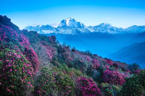 Le Dhaulagiri à 8160 m et le Tukuche peak depuis Poon Hill au Népal