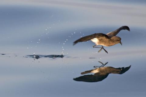 oiseau volant au-dessous de l'eau