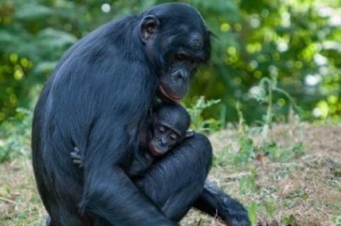 Femelle bonobo et son petit